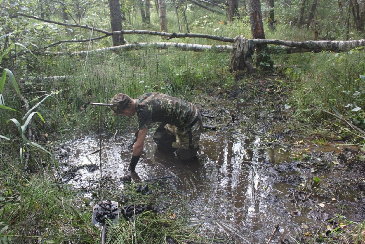 Моховая кочка на болоте
