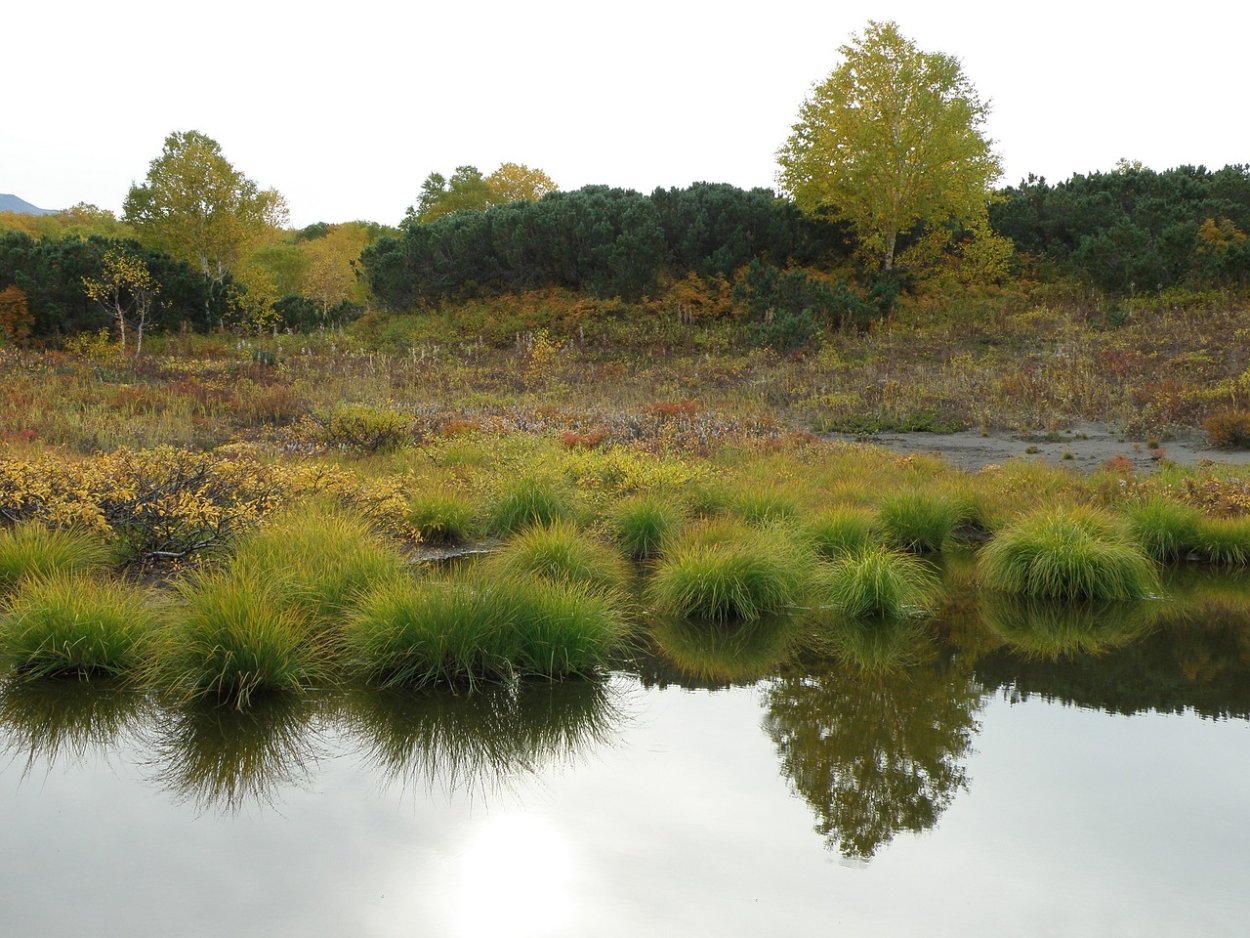 Кочки в тундре
