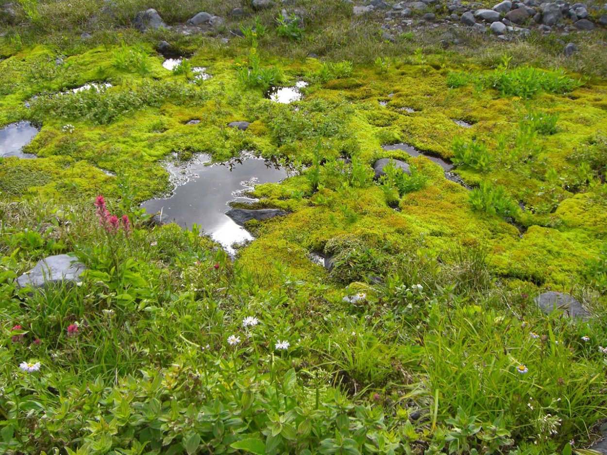 Тихвинский район болота