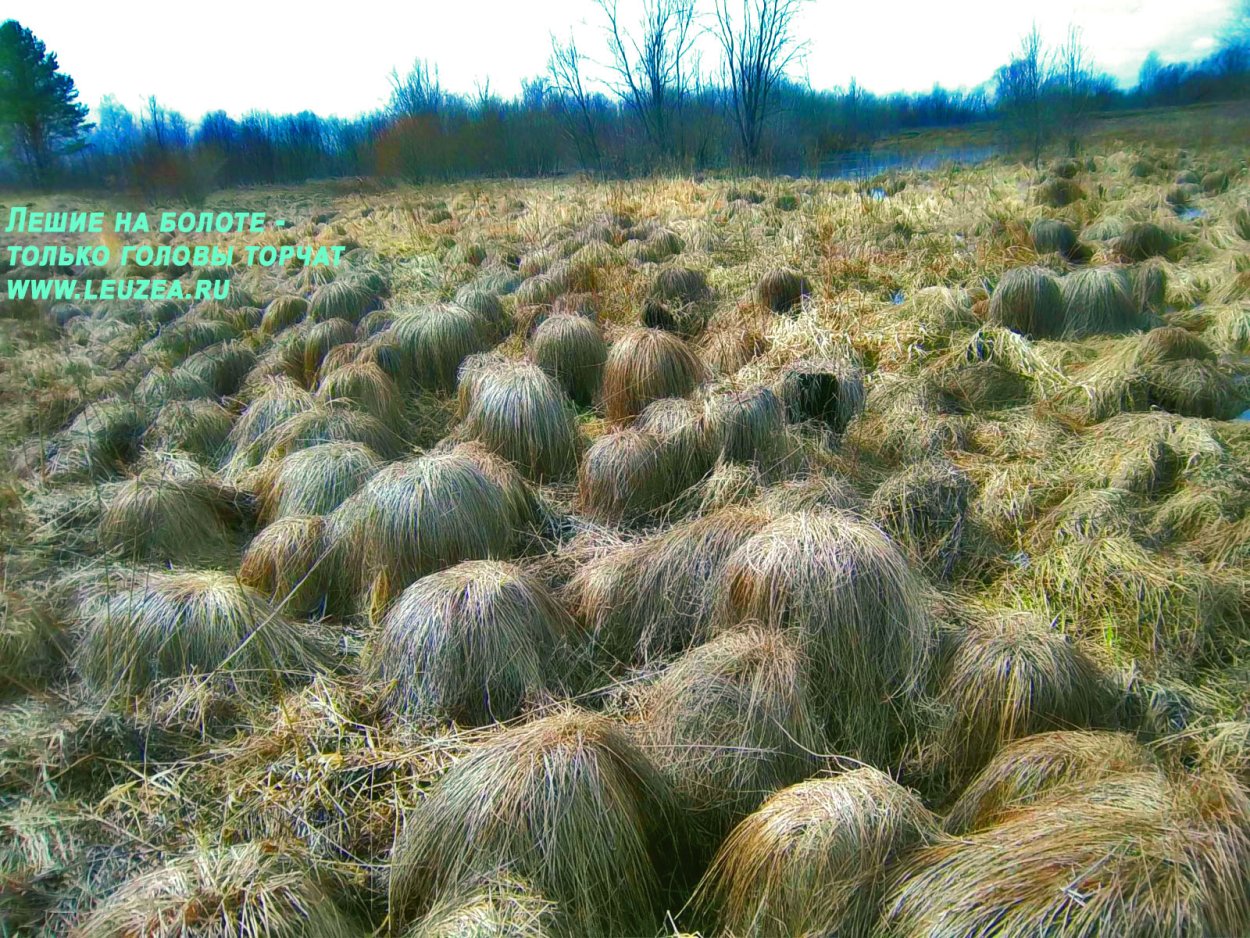 Травяные Кочки