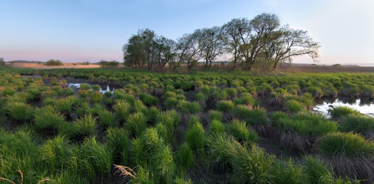 Луга Ханкайского заповедника