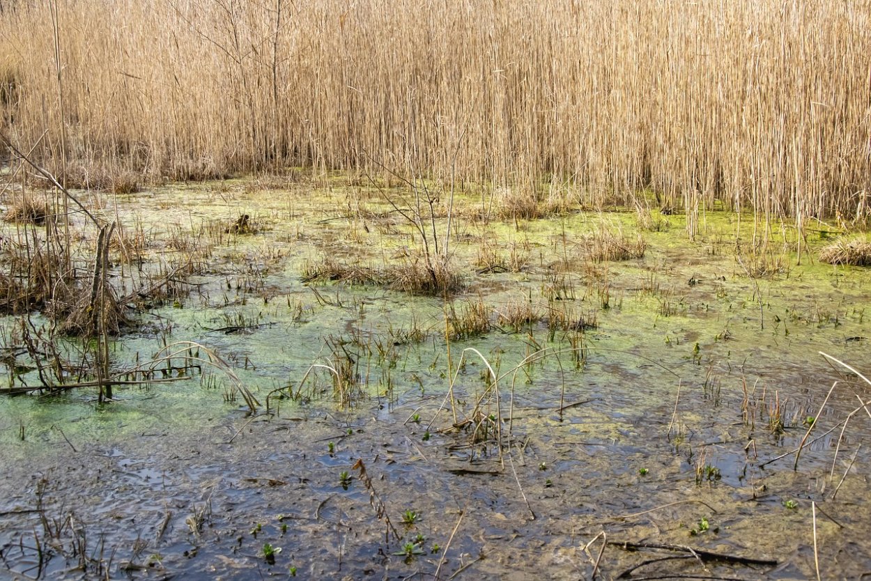 Черноольховые топи