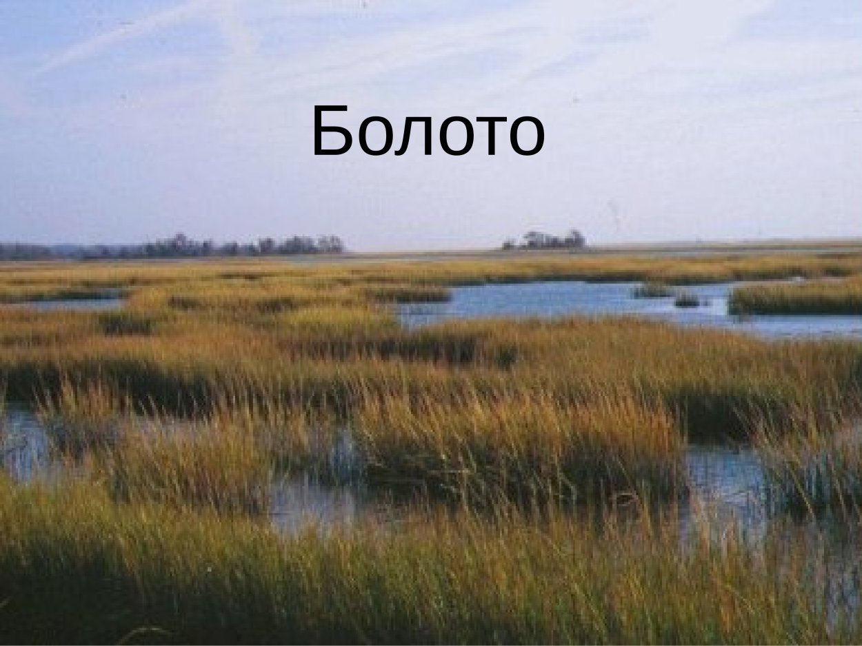 Низинные болота Карелии