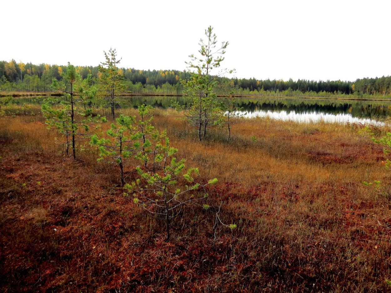 Болото Клетинский мох