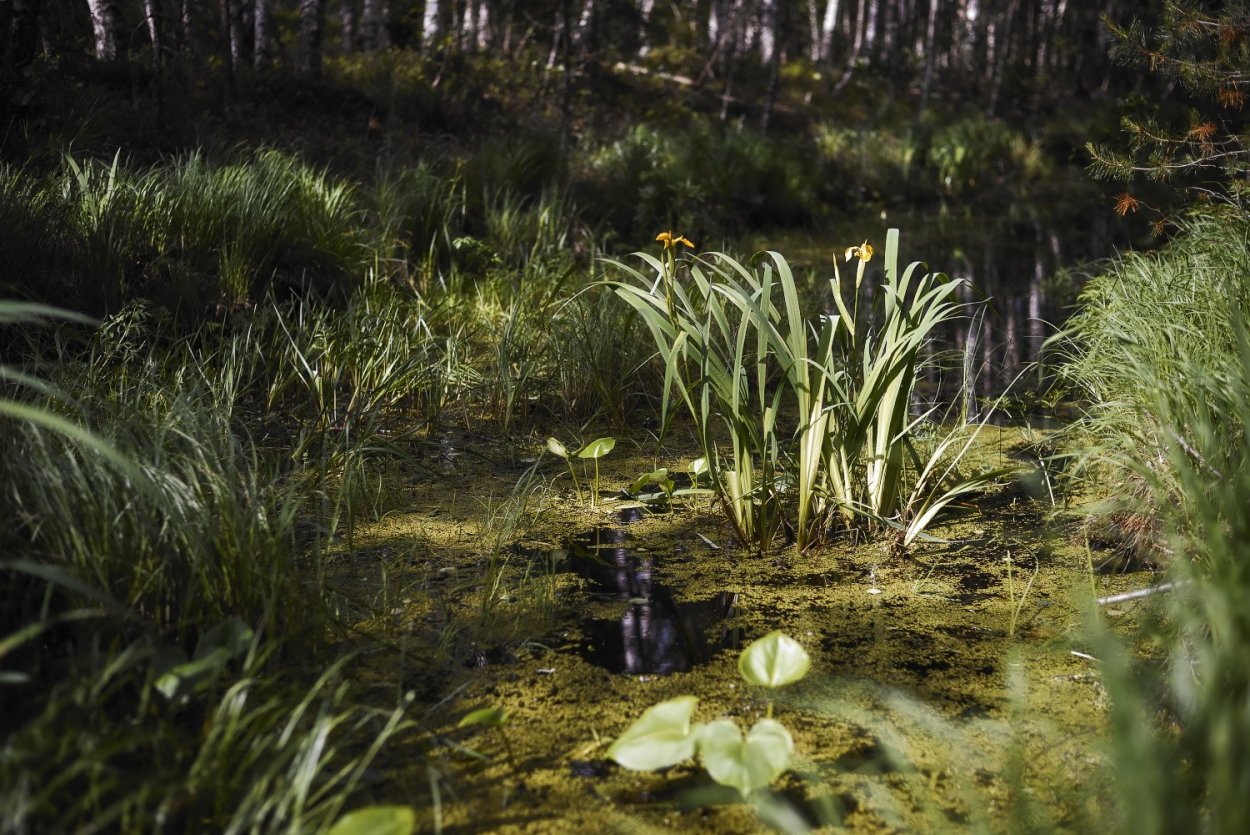Серебряноборское Тростниковое болото