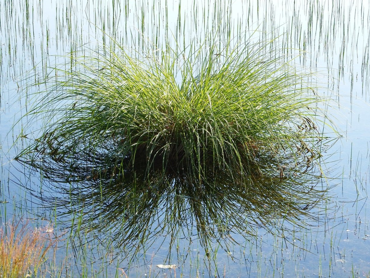 Пейзажи Англии болотистые равнины