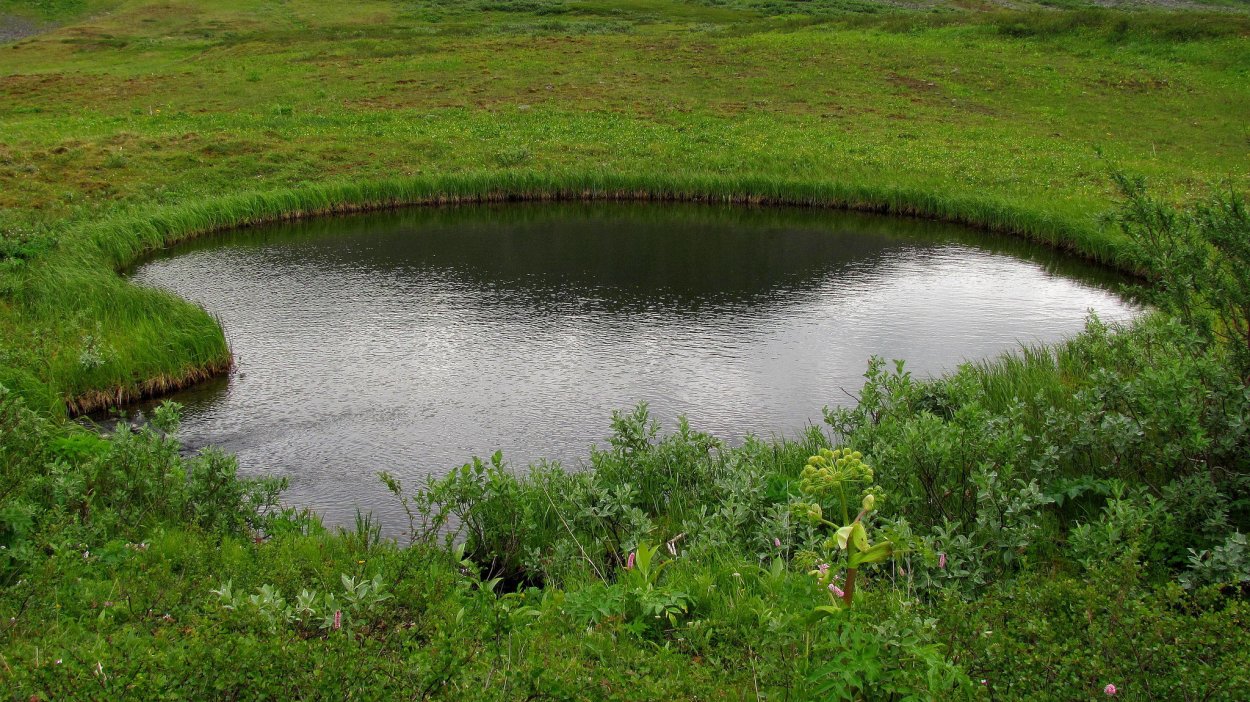 ДЗЯКИНСКОЕ болото