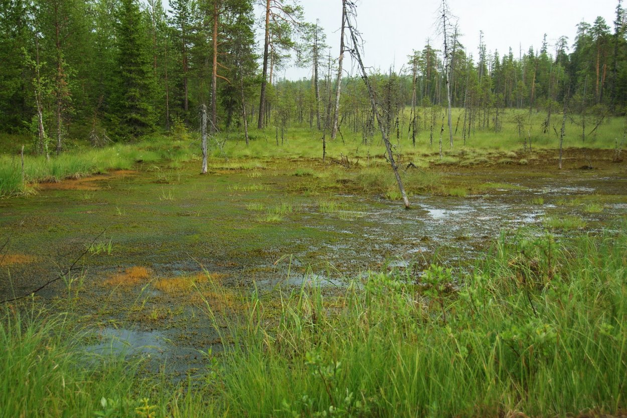 Торфяное болото Пичингушанское