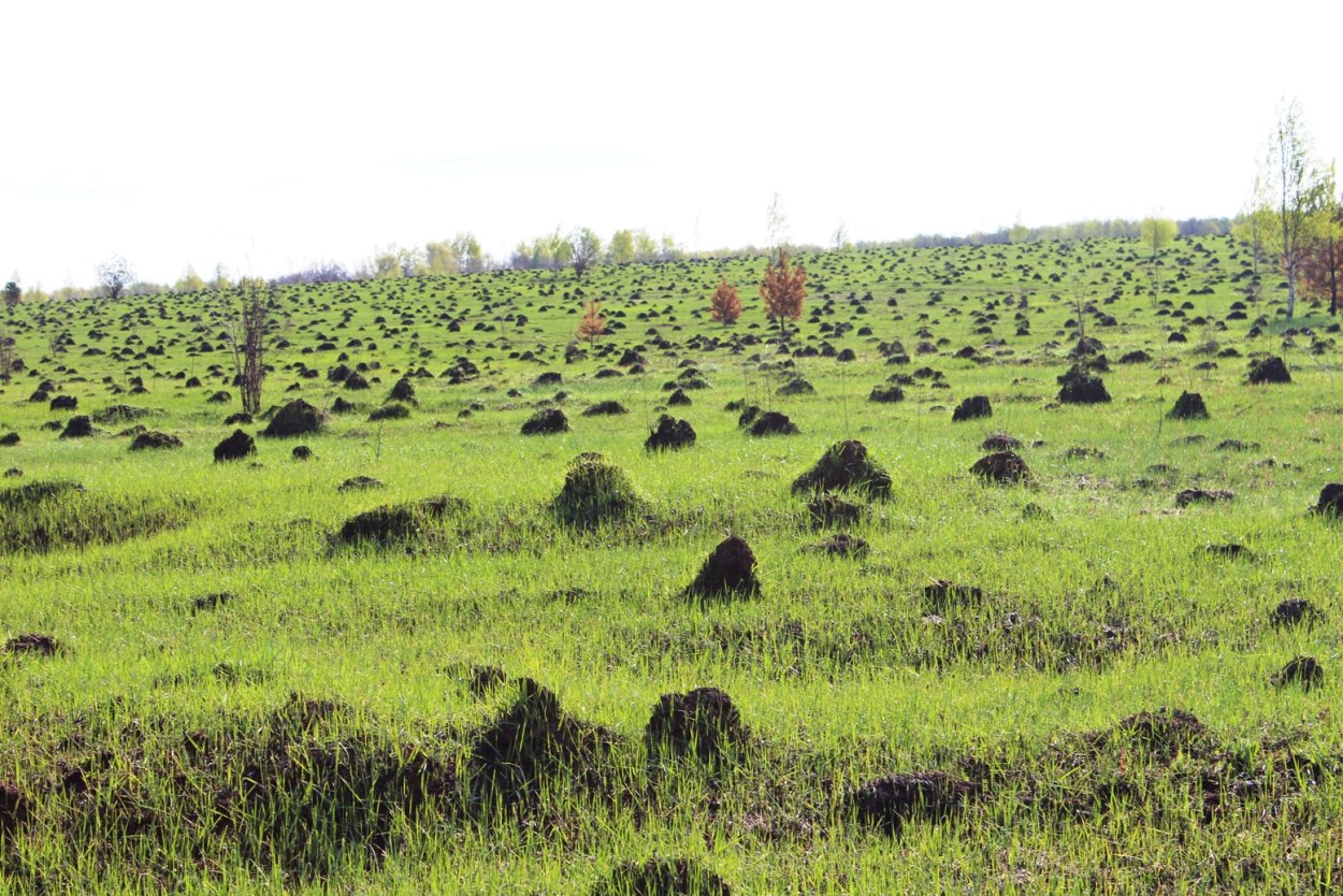 Травяные Кочки на полях
