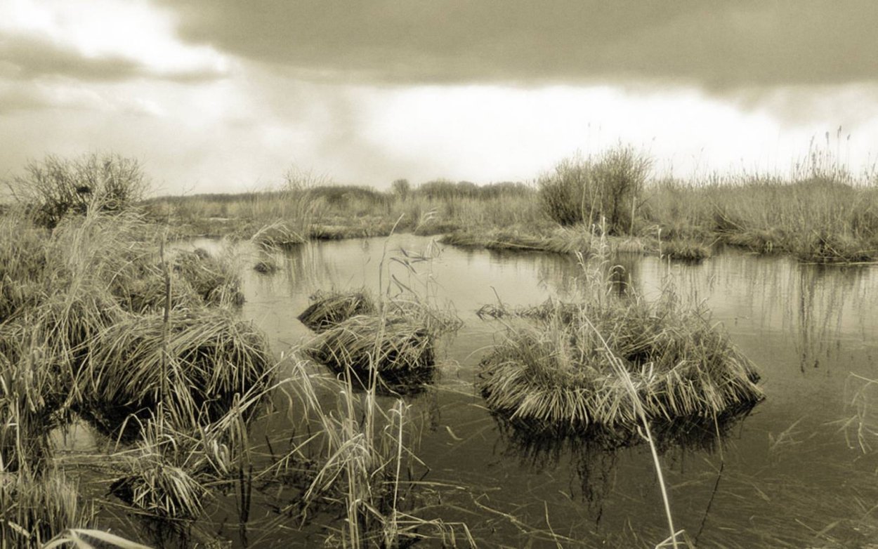 Аапа комплекс болота