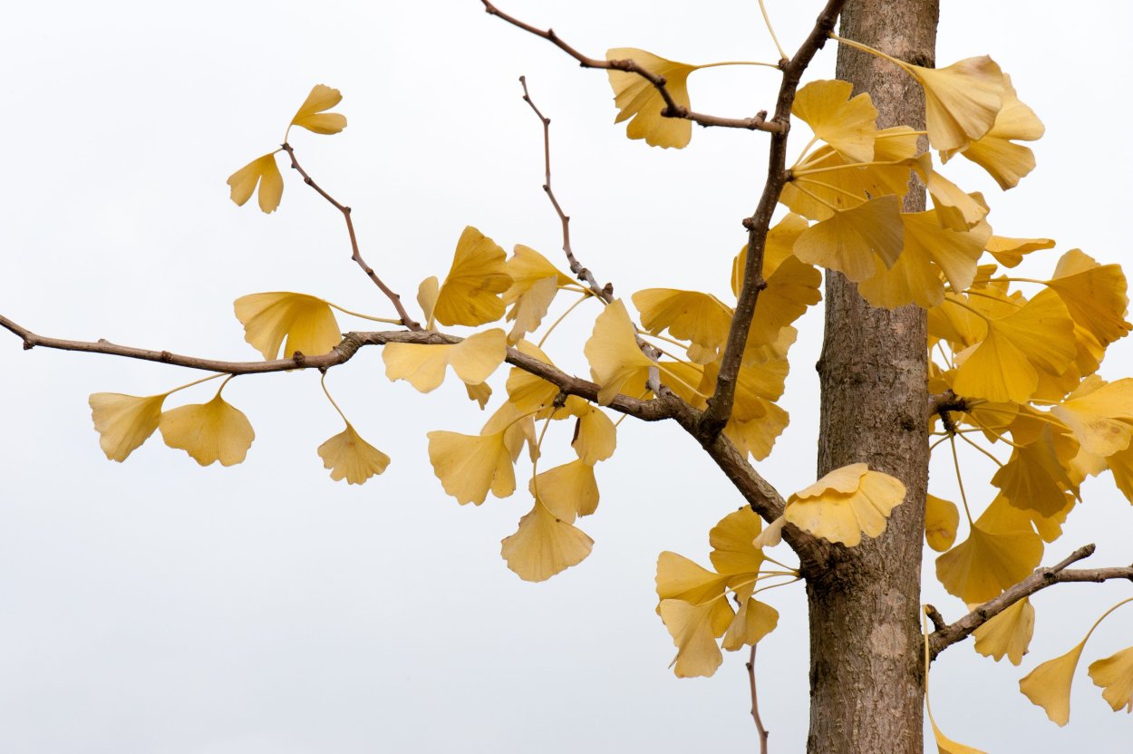Ginkgo Biloba (maidenhair Tree)