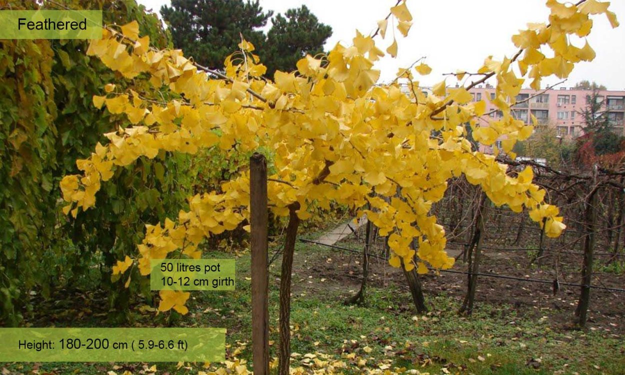 Гинкго двухлопастное Пендула