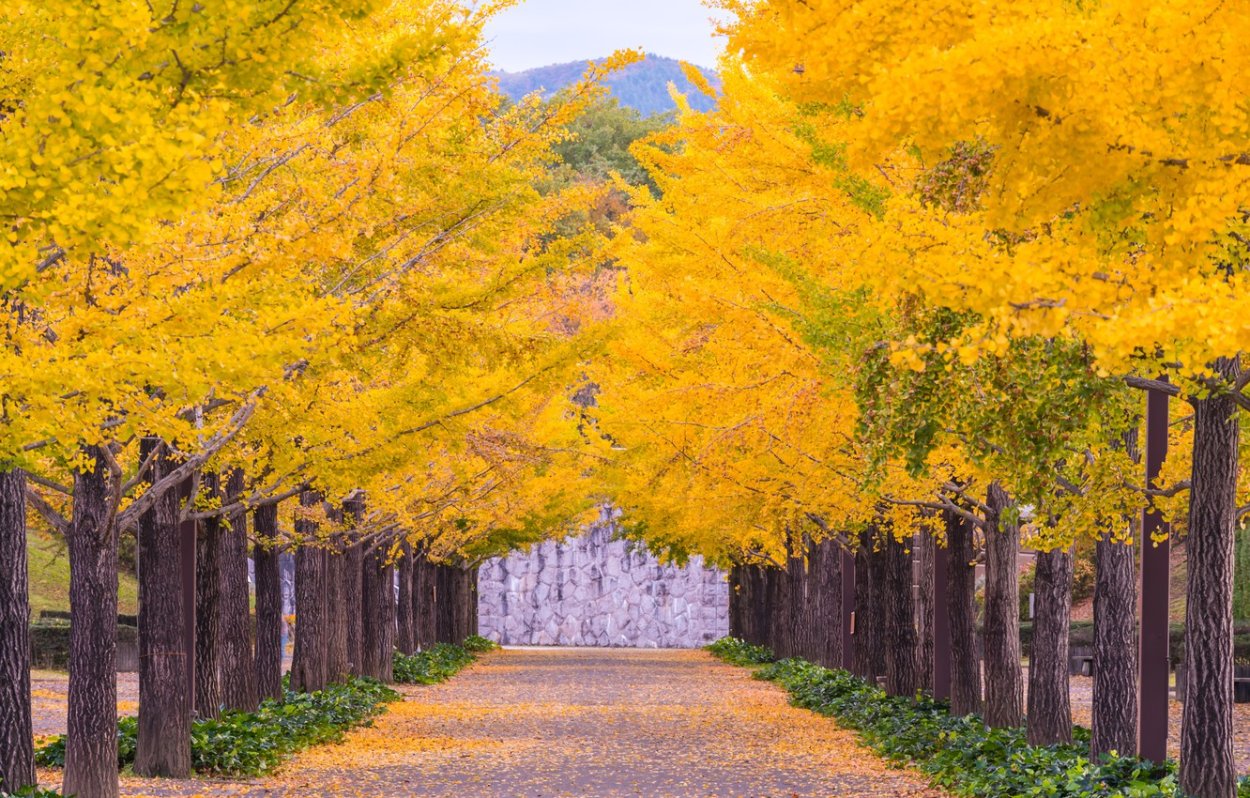 Ginkgo Road