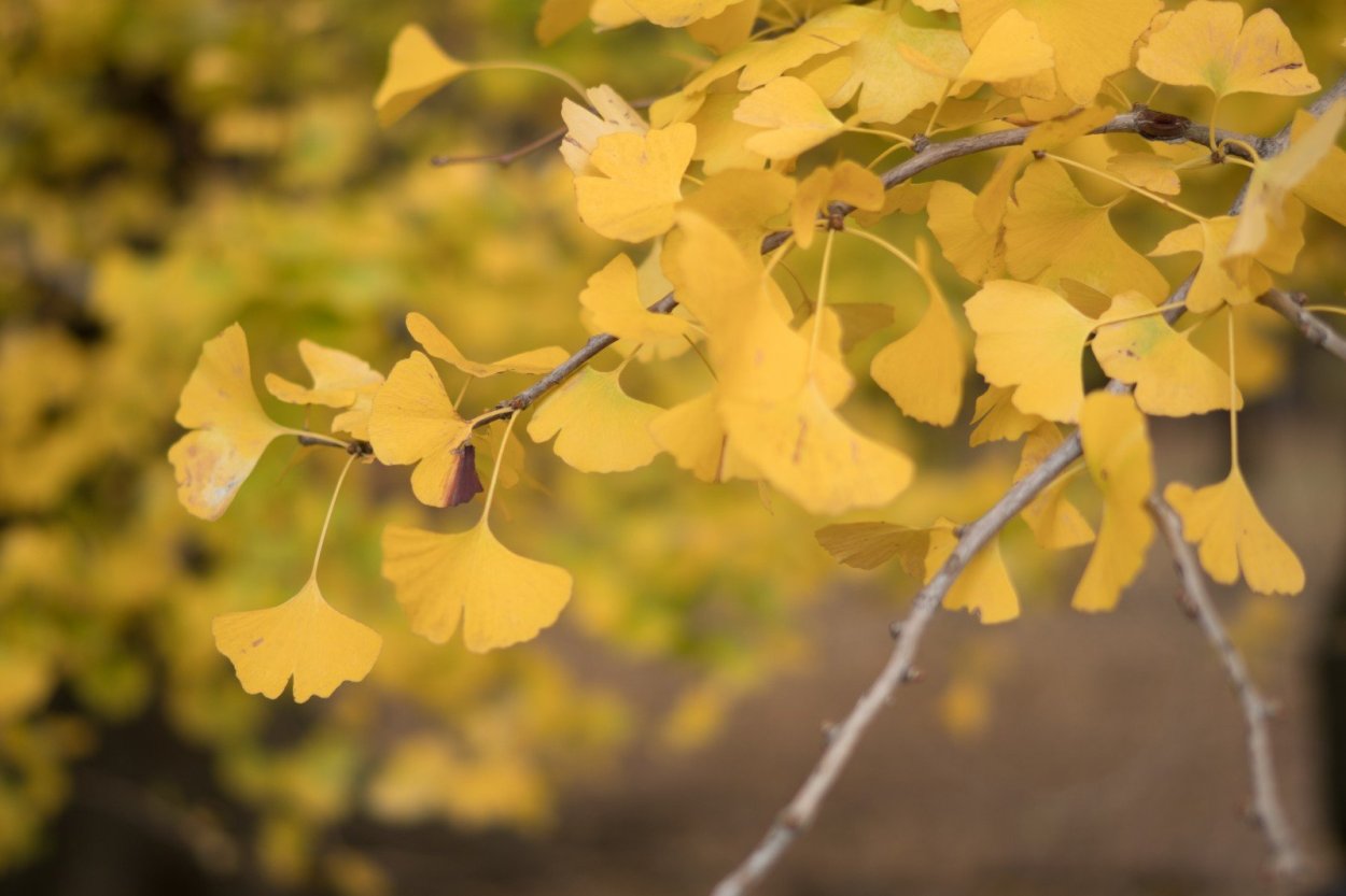 Гинкго билоба желтый