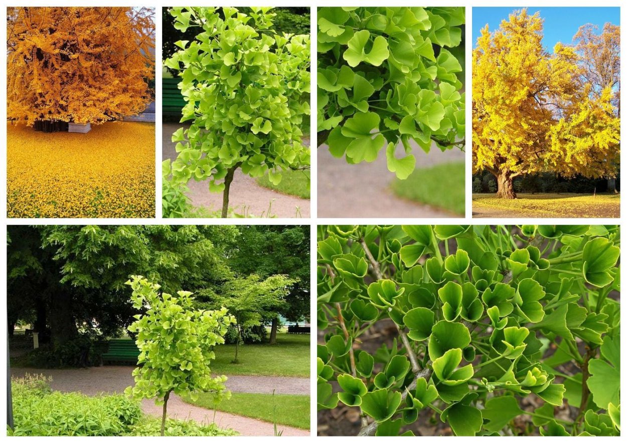 Гинкго билоба Никитский Ботанический