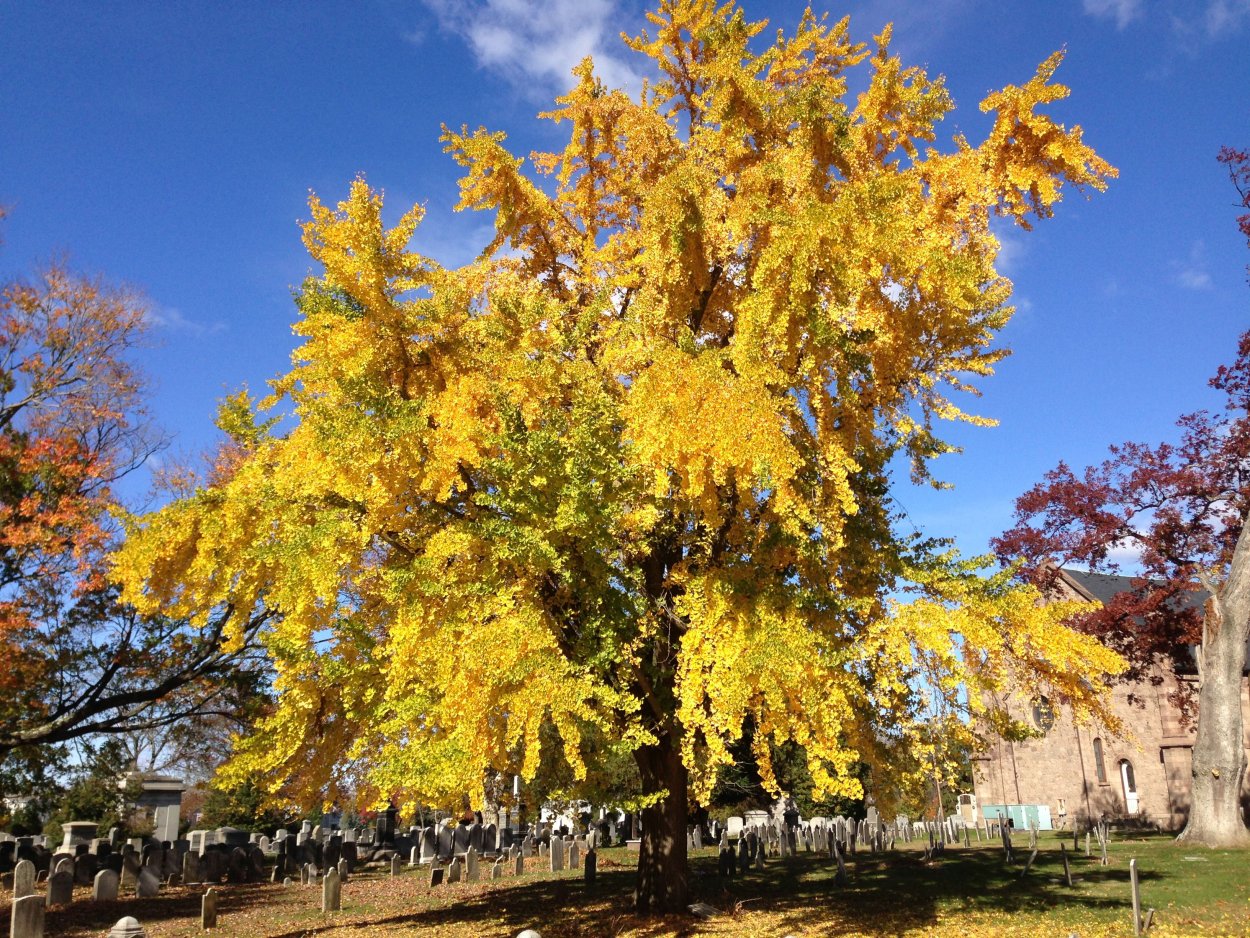 Гинкго билоба осенью