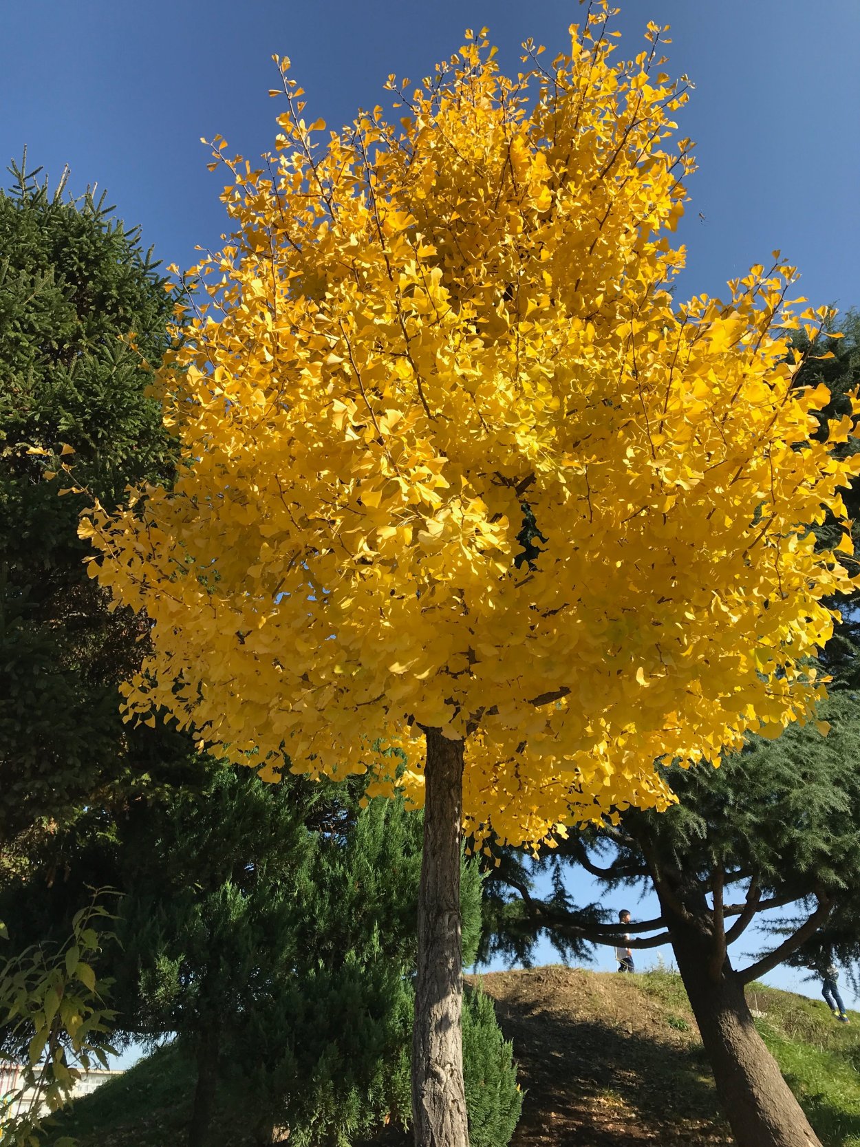 Клен гинкго