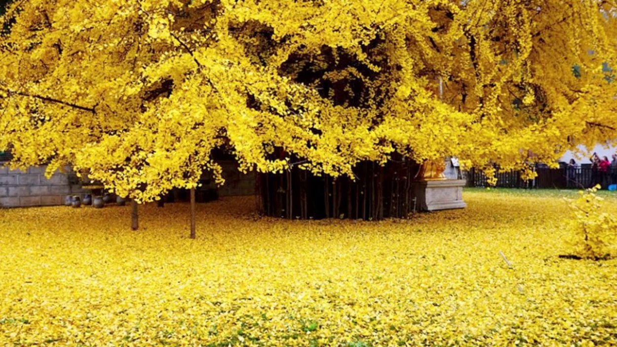 1400 Летнее дерево гинкго в Китае