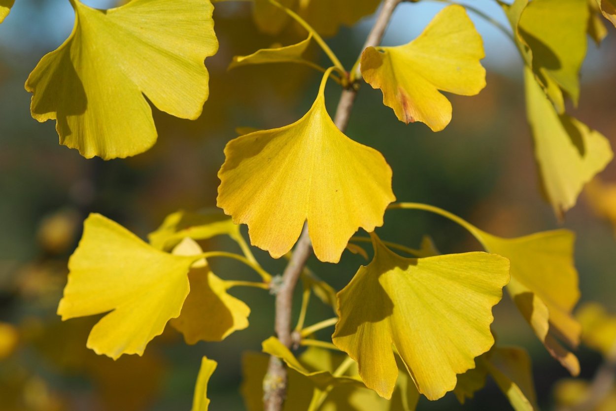 Гинкго билоба дерево