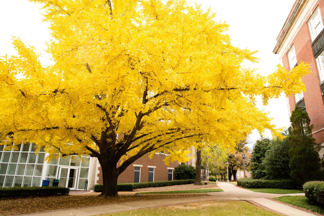 Дерево гинкго билоба Нальчик парк