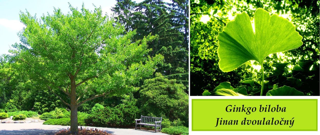 Гинкго билоба ветвление