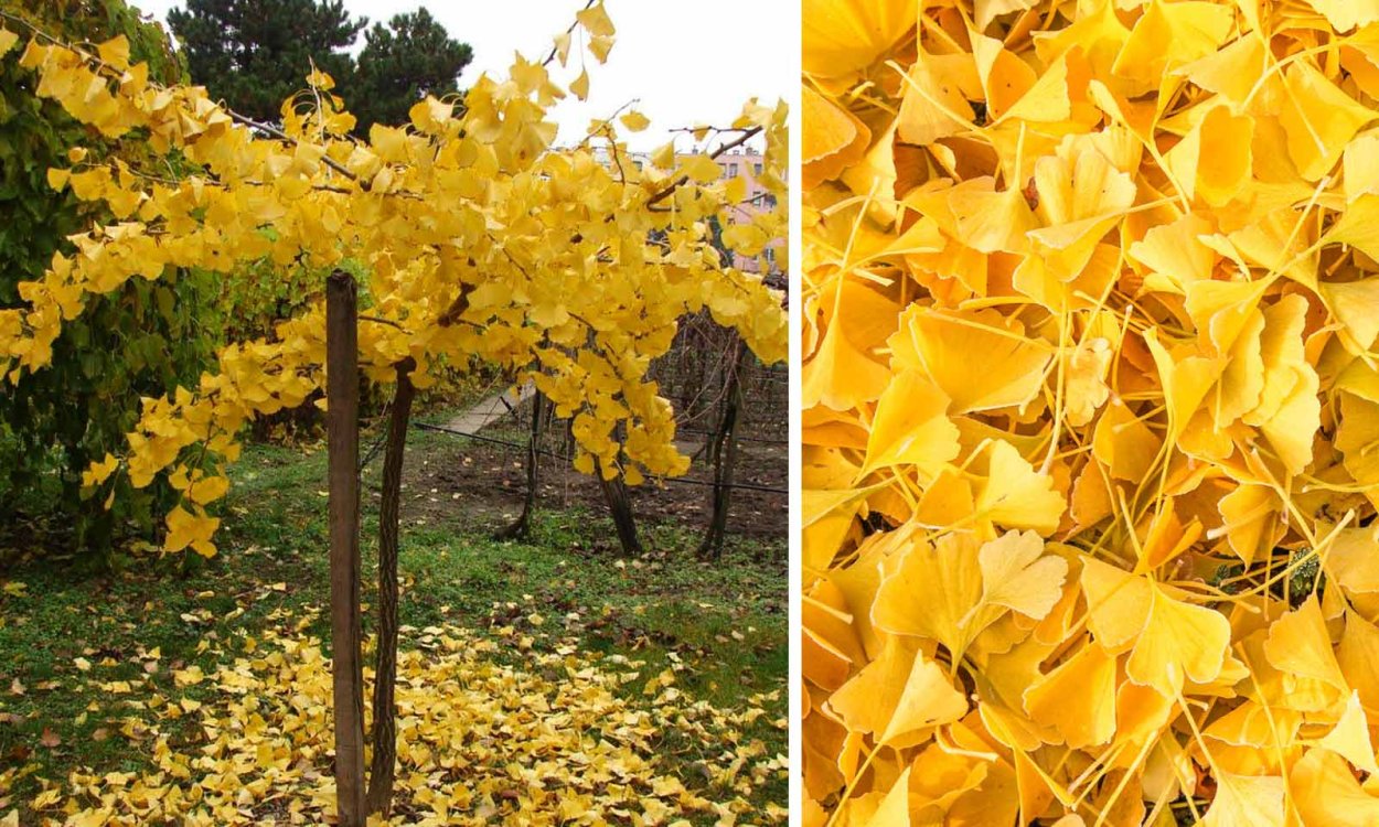 Гинкго Пендула