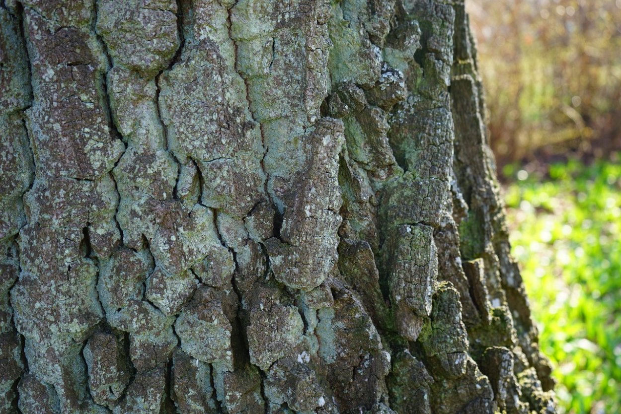 Тополь дерево кора