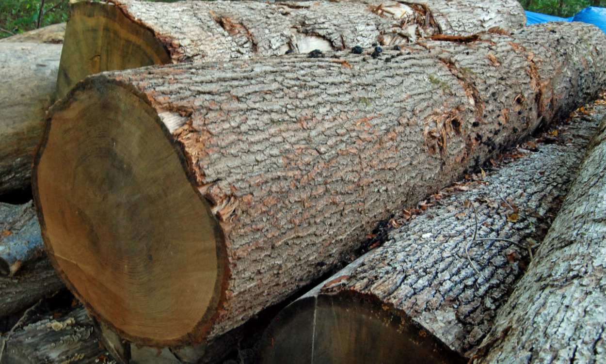 Ольха Alnus glutinosa