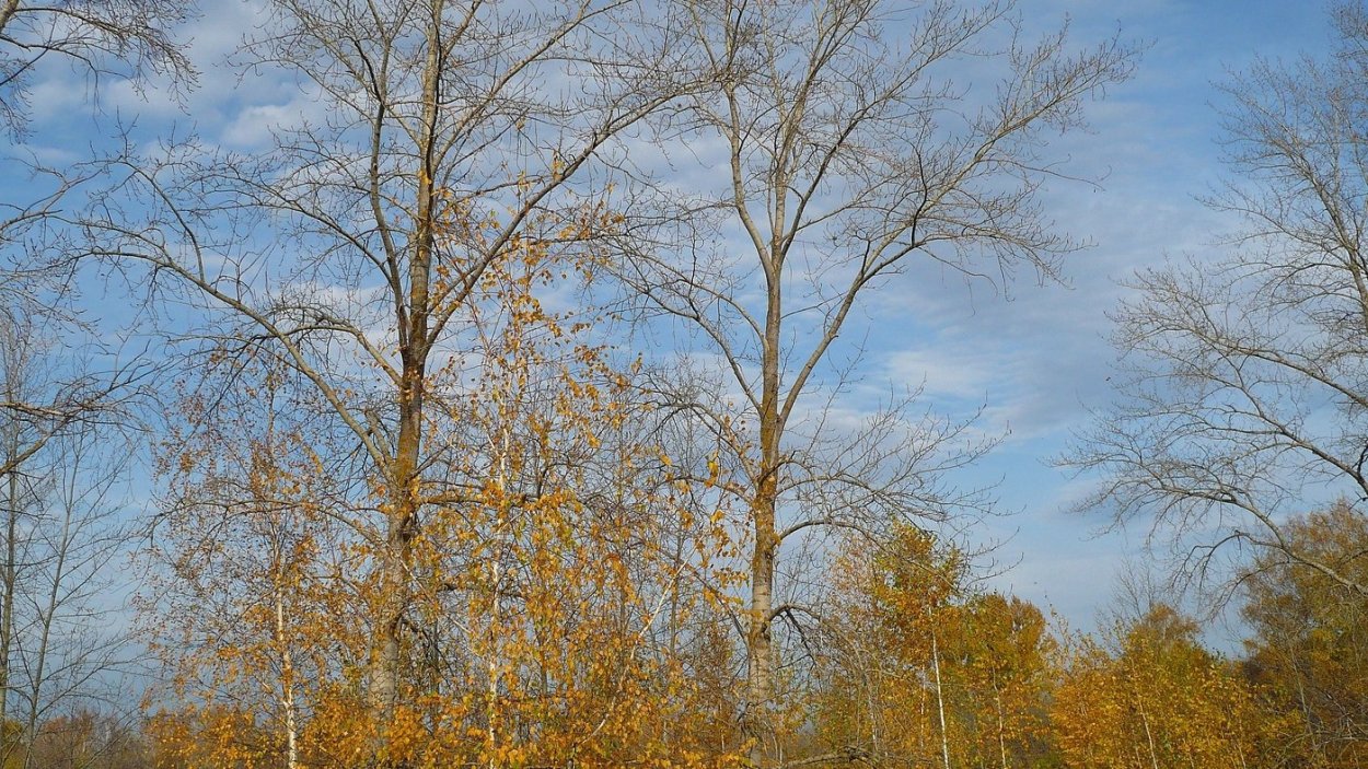 Спиленный ствол дерева