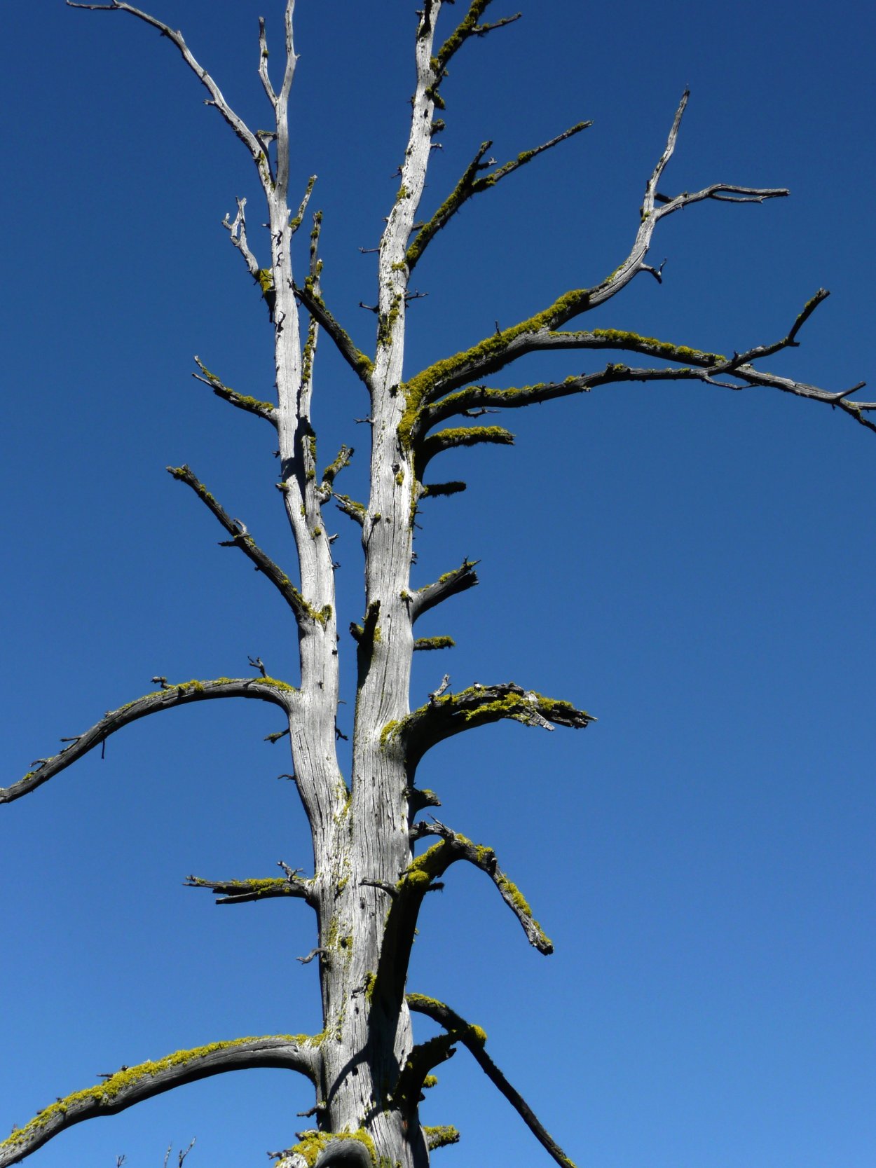 Крона осины