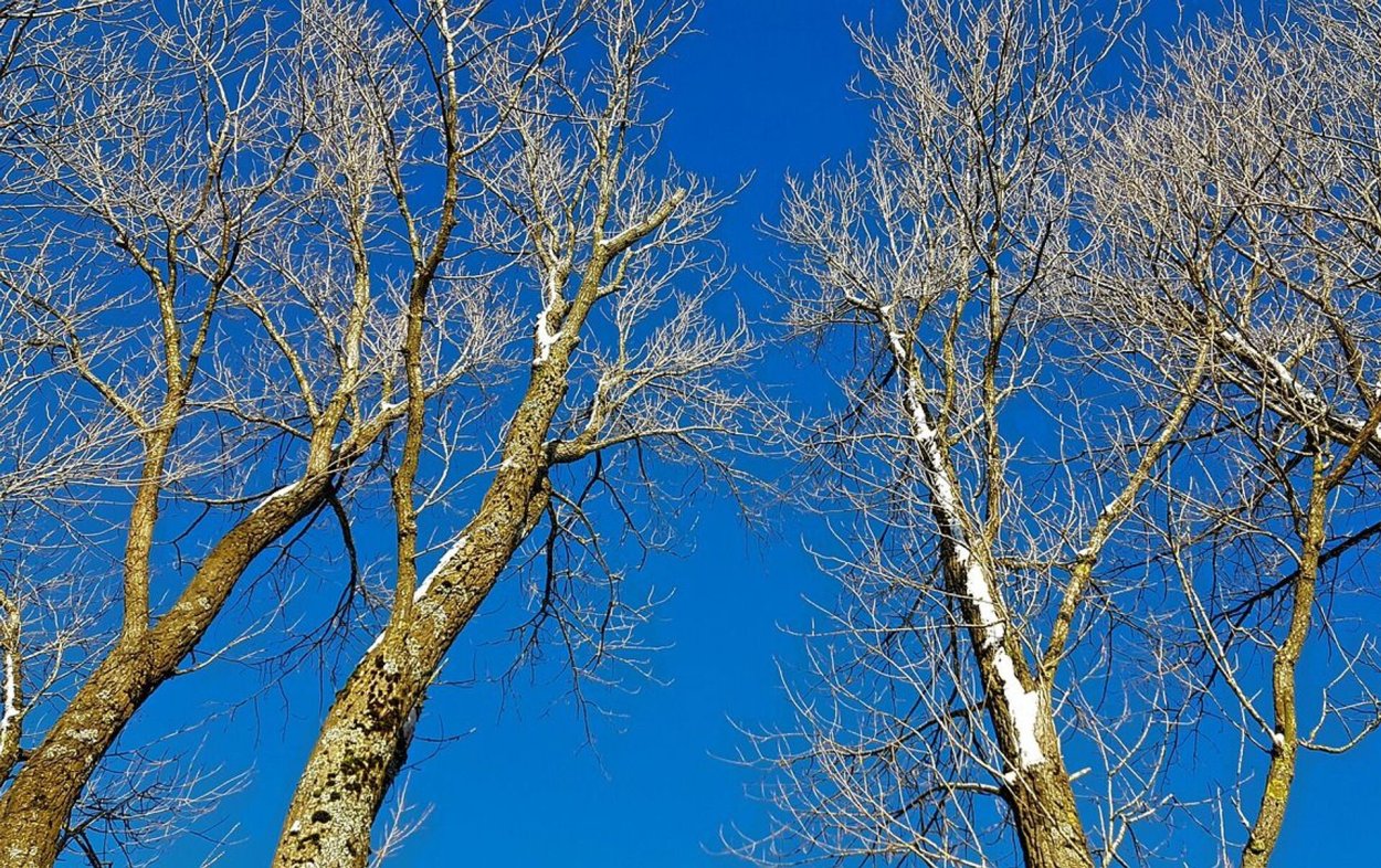 Ствол тополя зимой