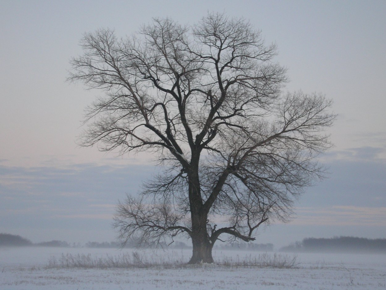 Дерево осина Осиновая роща