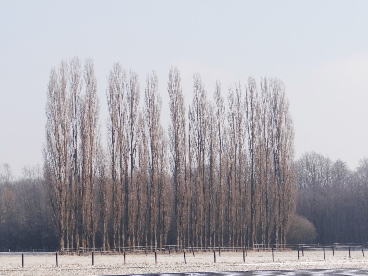 Березовая роща Ярославль