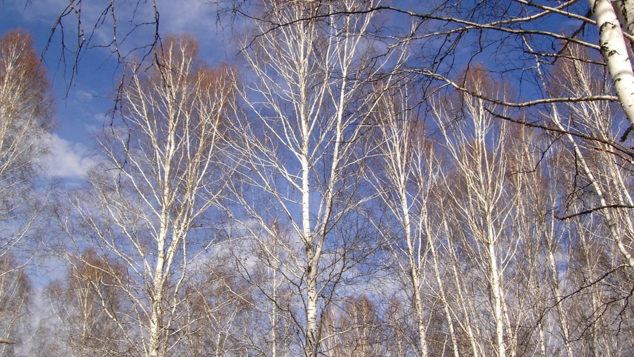 Тополь дрожащий (Populus tremula)