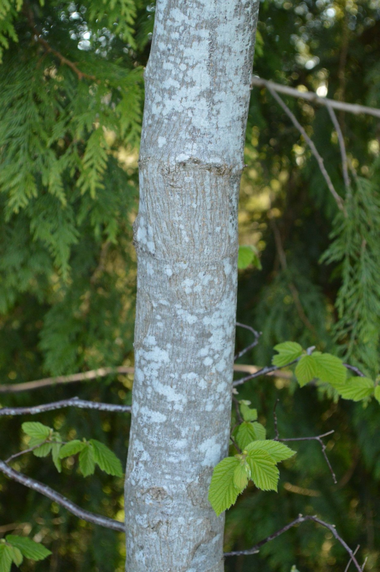 Осина (Populus tremula)
