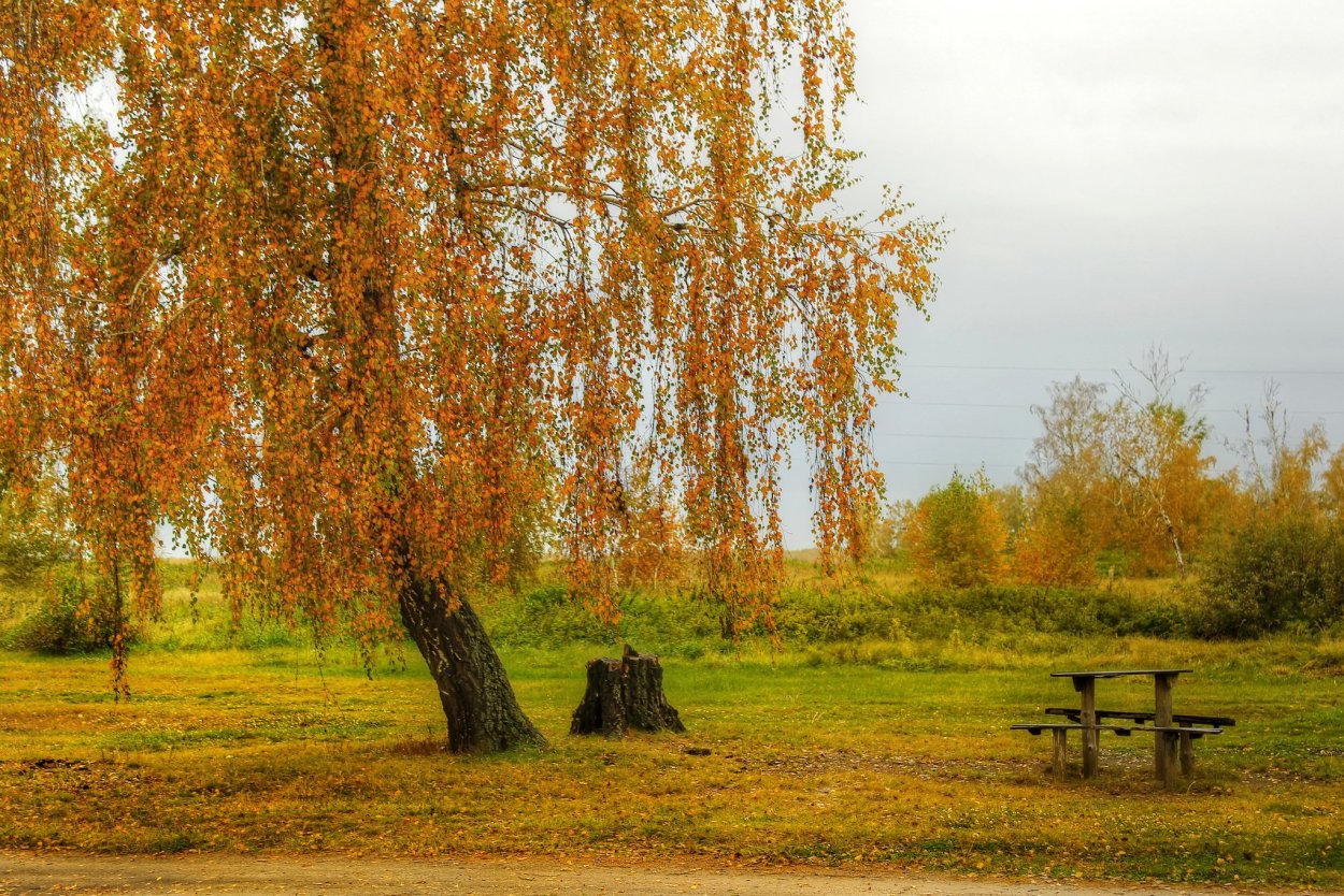 Тополь бальзамический кора