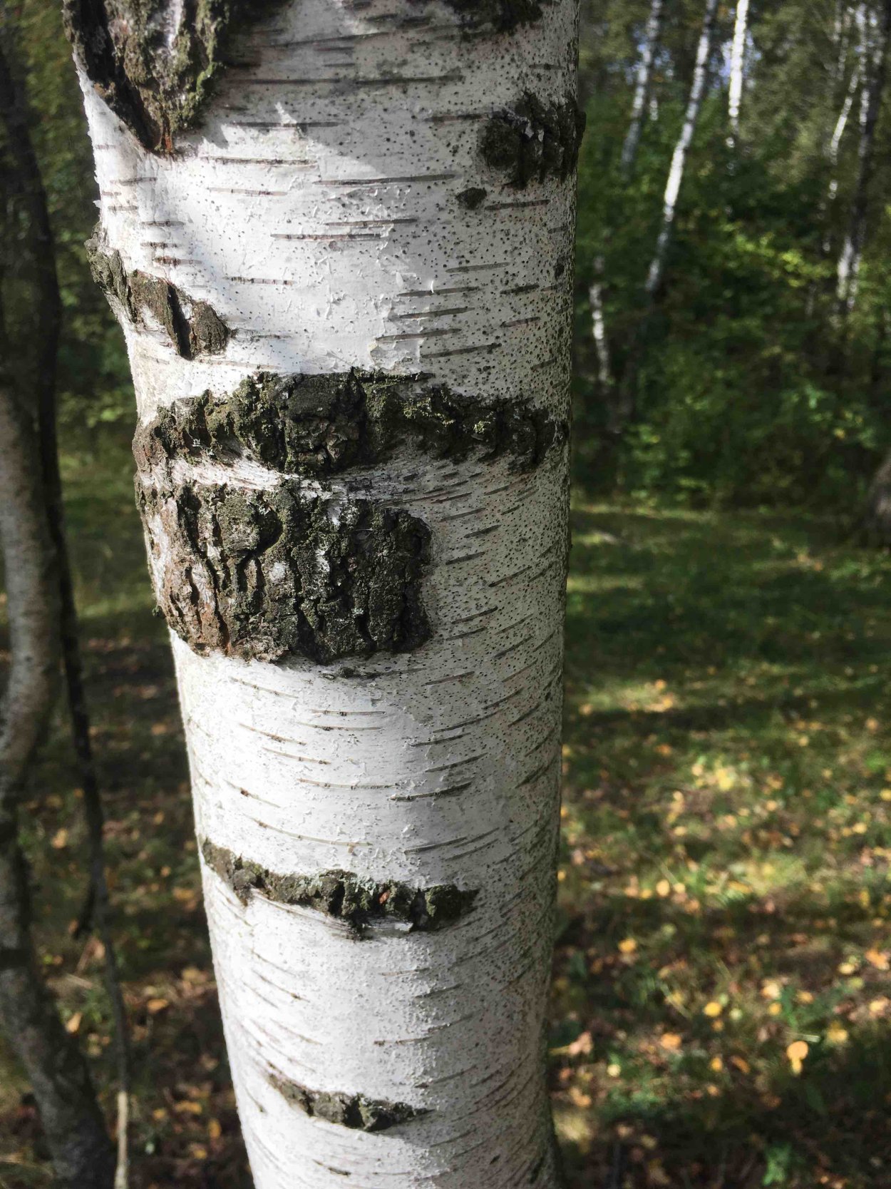 Тополь дерево зимой