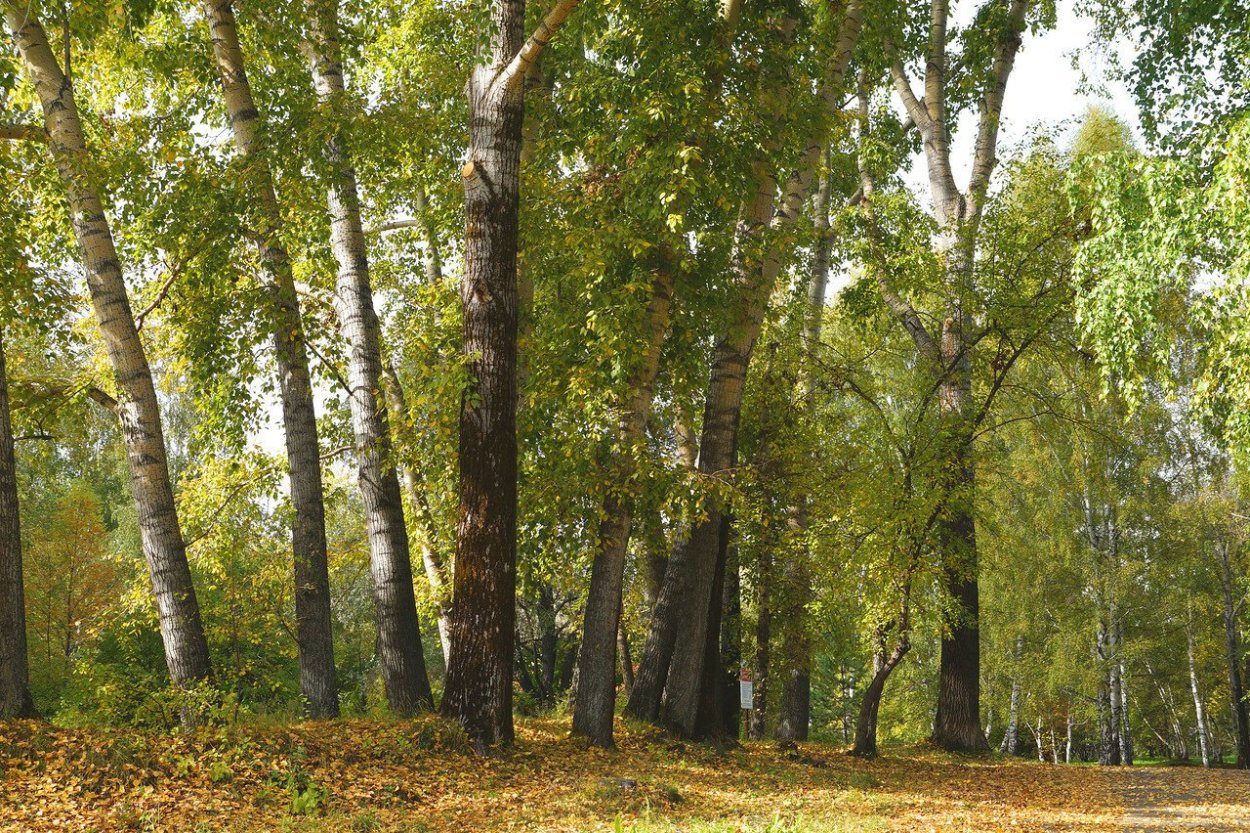 Тополь дерево роща