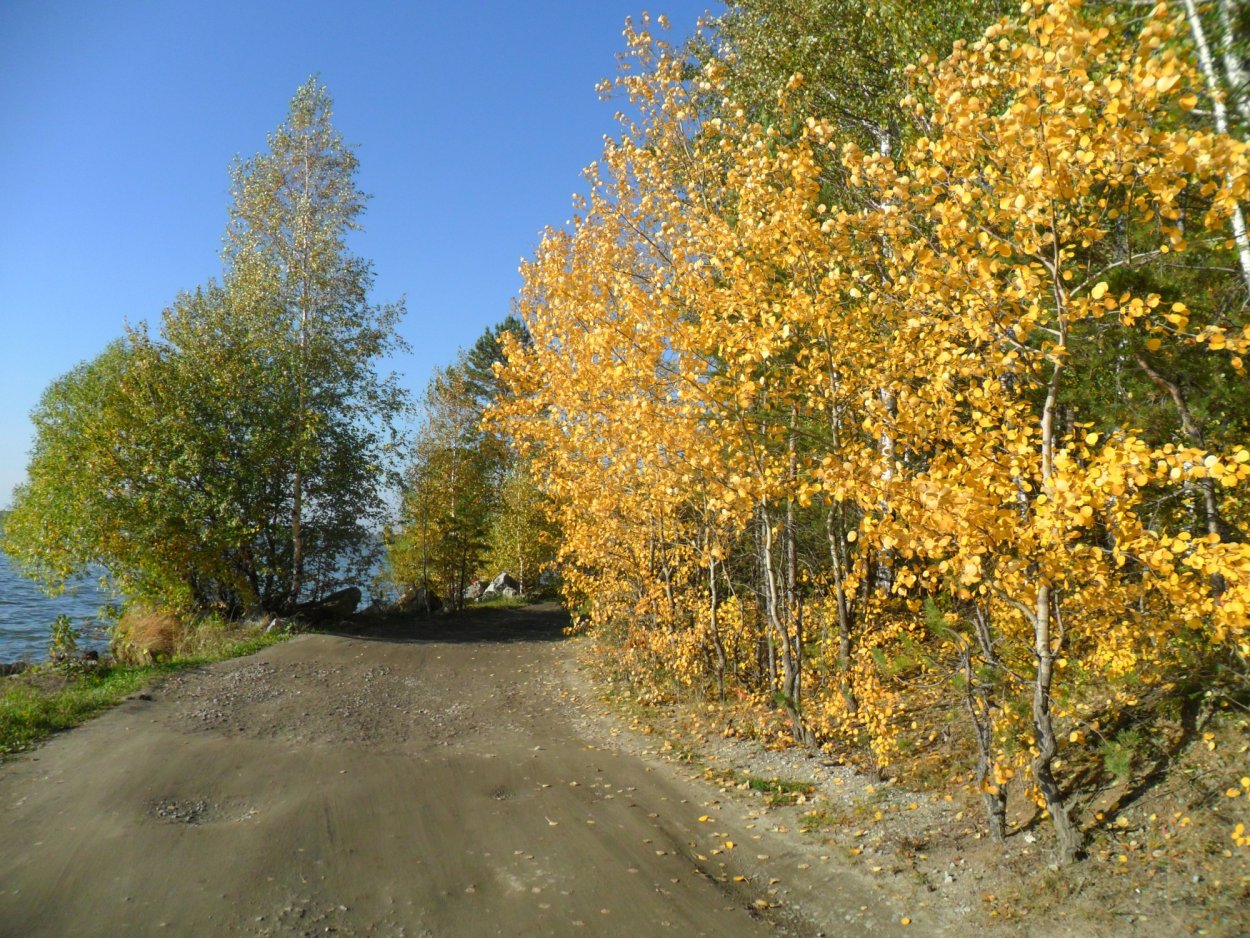 Ствол березы