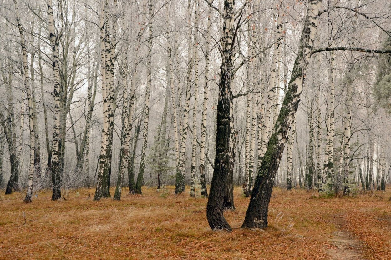 Береза повислая осенью