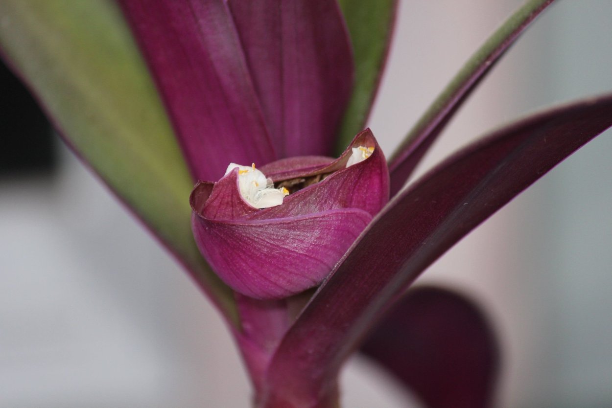 Оксалис фиолетовый