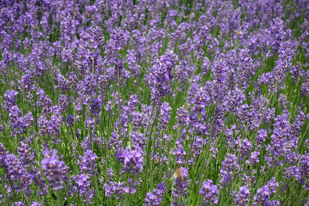 Сиреневые луговые цветы