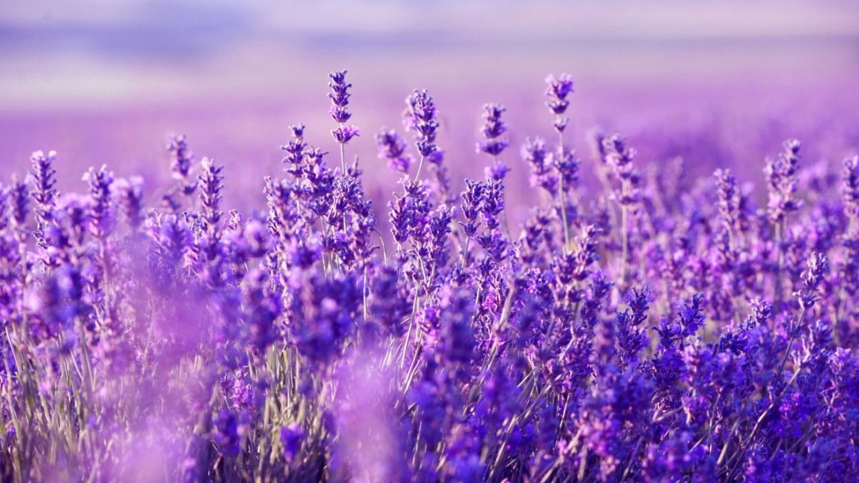 Лавандовое поле