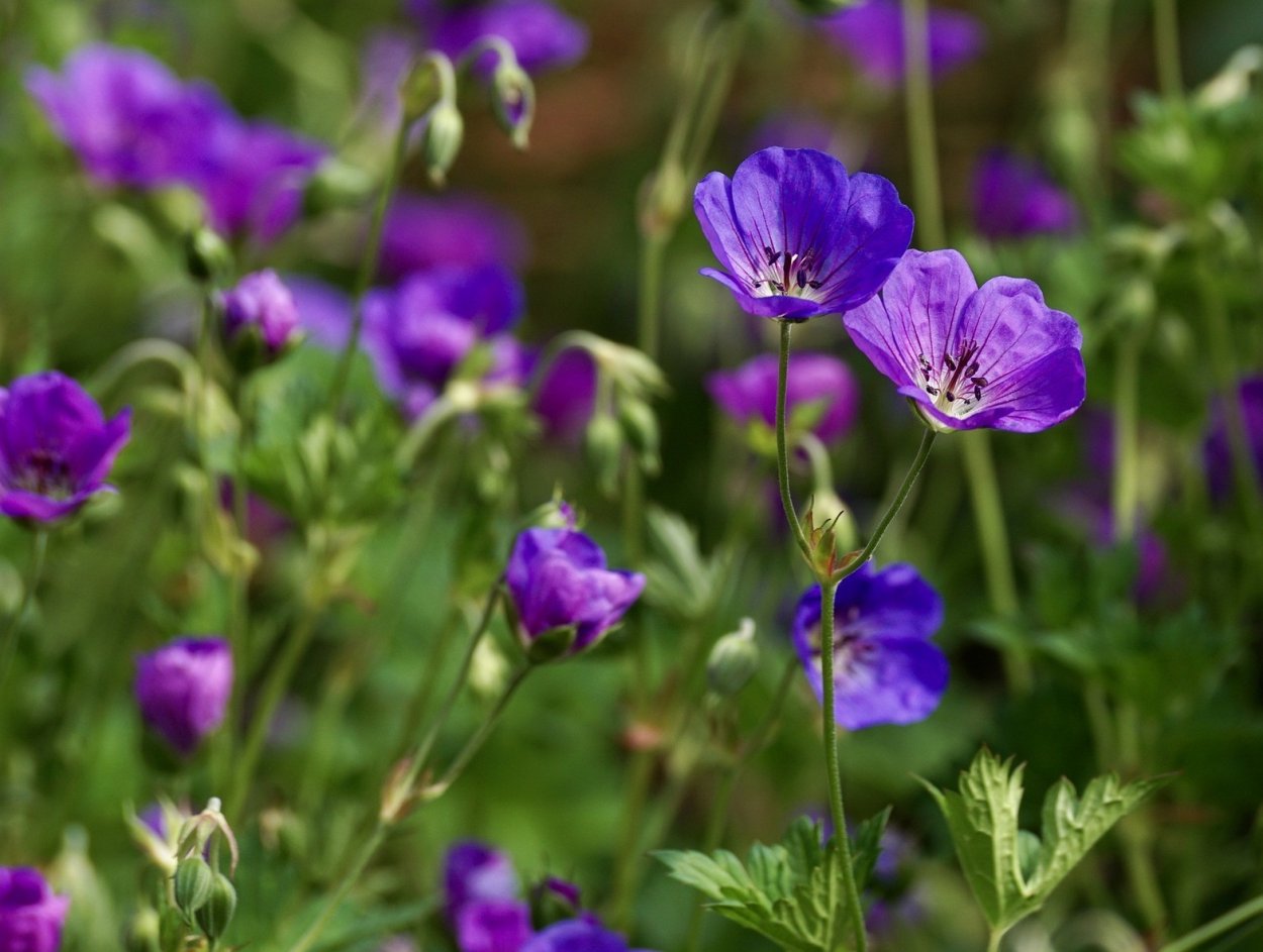 Лютики фиолетовые полевые