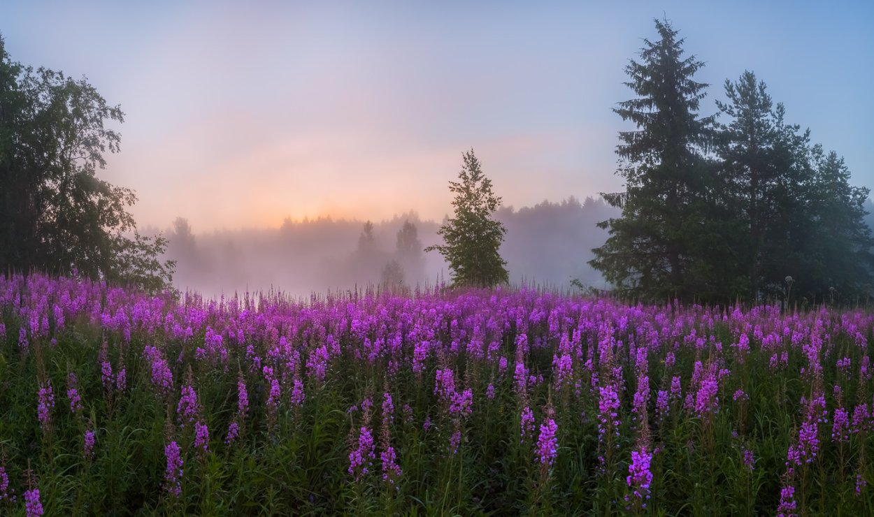 Поля Иван чая в Ленинградской области