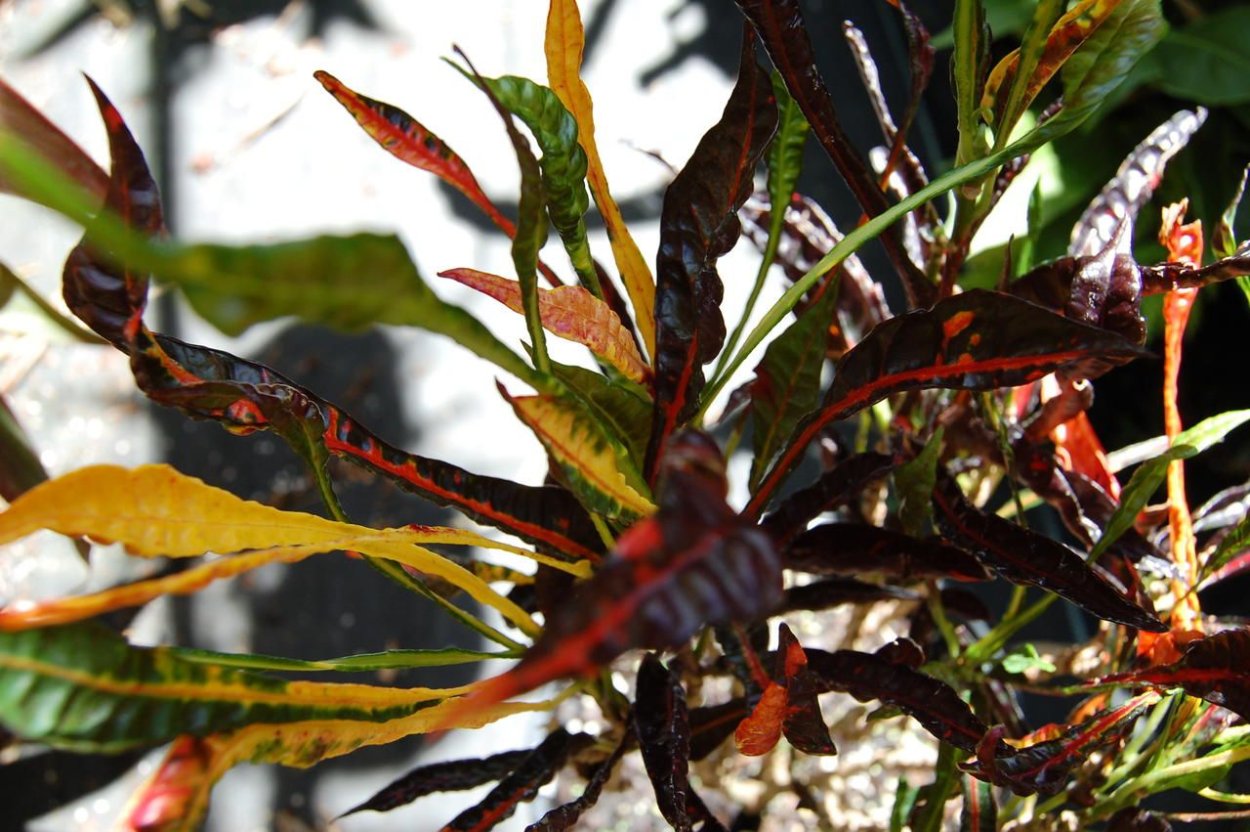 Кодиеум Кобра