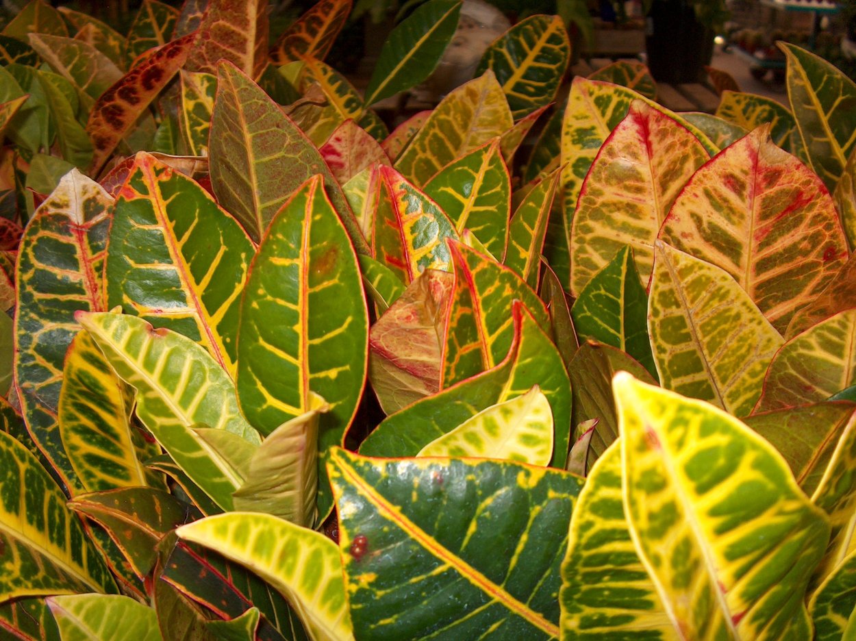 Кодиеум аукуболистный Кротон