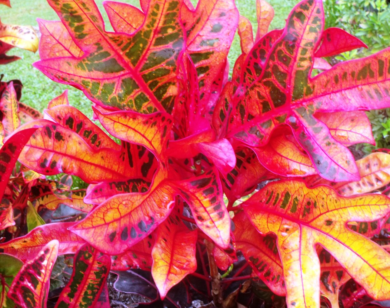 Кодиеум пестролистный Кротон