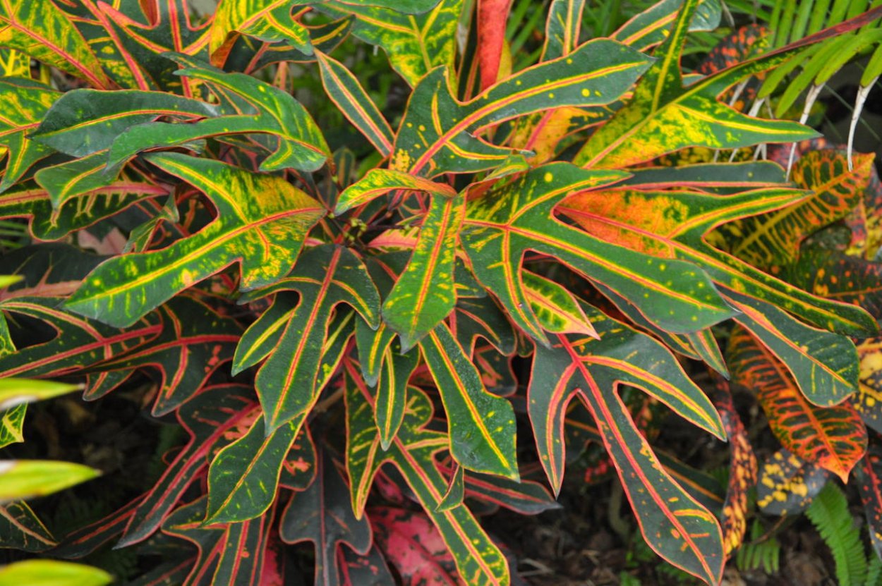 Кодиеум Петра поникли листья