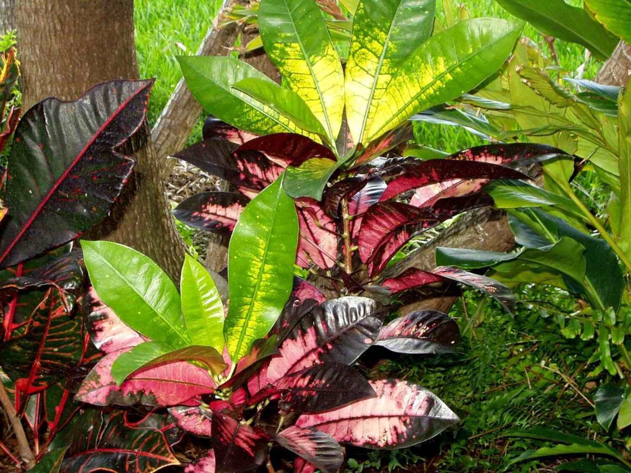 Кодиеум миссис Айстон